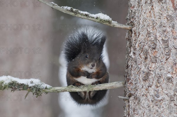 Squirrel