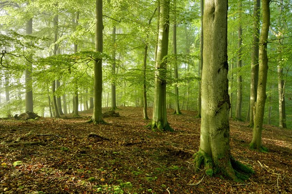 Untouched beech forest