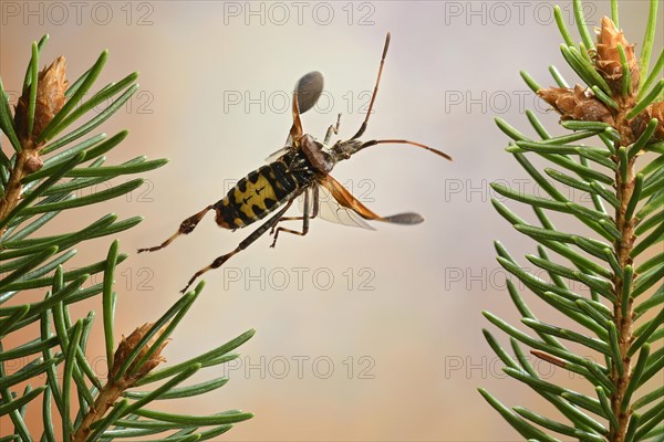 Western conifer seed bug