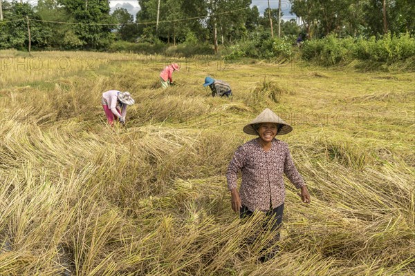 Women harvesting rice in the fields