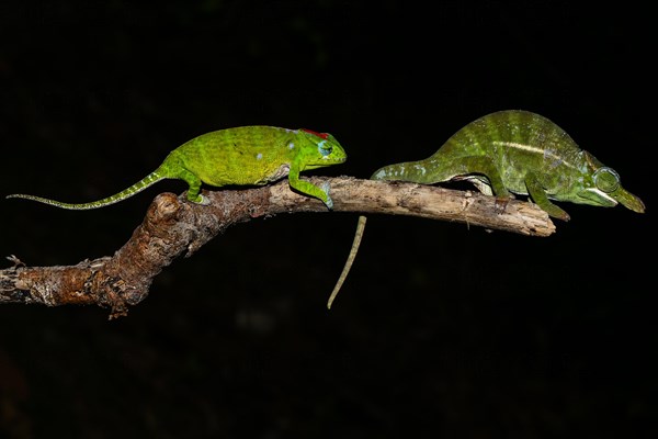 Petter's chameleon