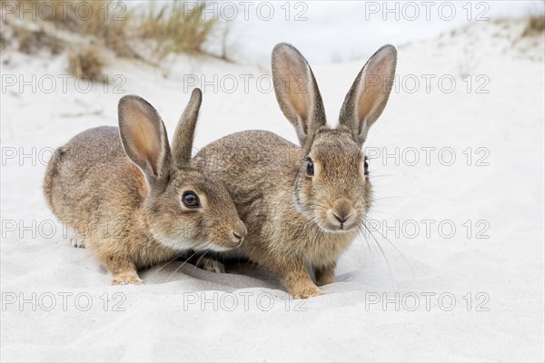 Wild rabbits