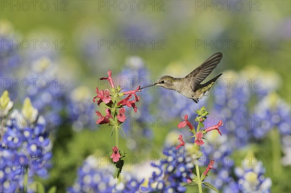 Black-chinned Hummingbird