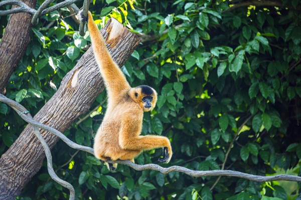 Northern white-cheeked gibbon