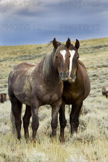 Mustangs