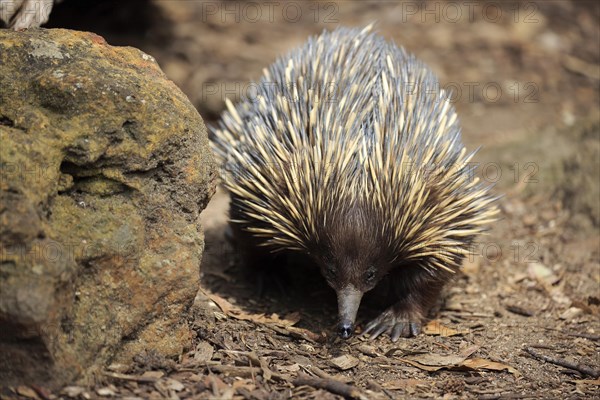 Short-beaked echidna