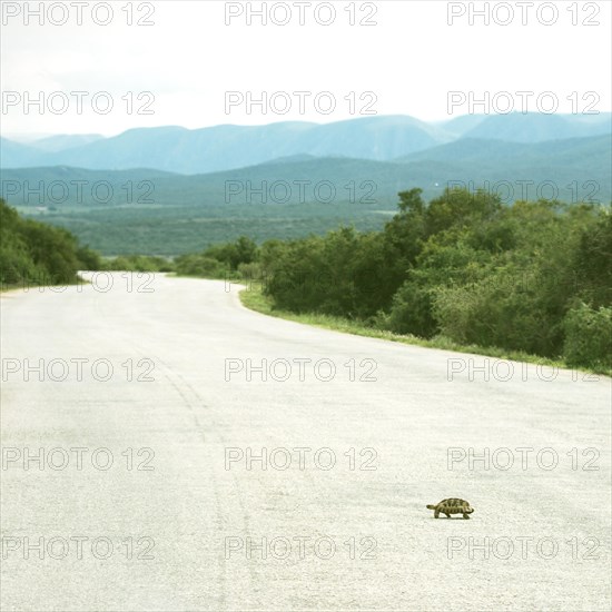 Leopard tortoise