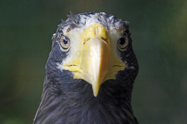 Steller's sea eagles