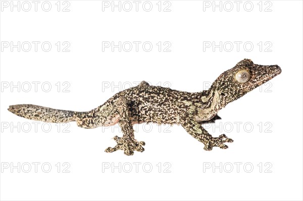 Mossy leaf-tailed gecko