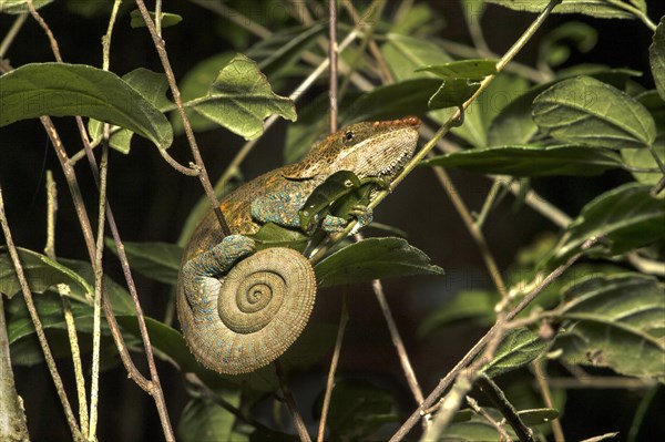 Short-horn chameleon