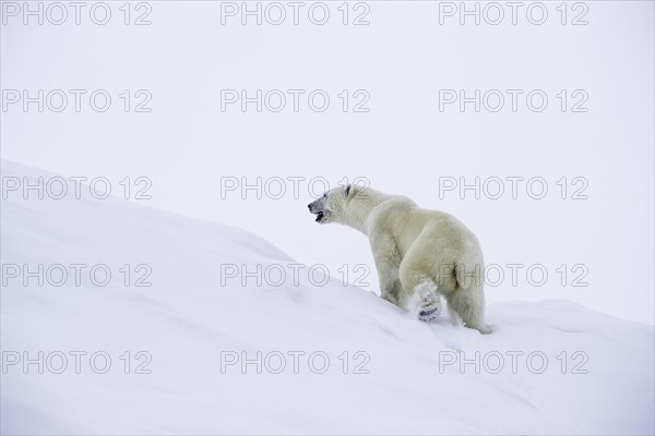 Polar bear