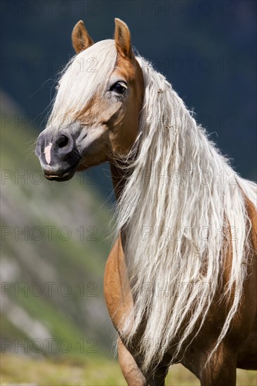 Haflinger with long mane on the alp