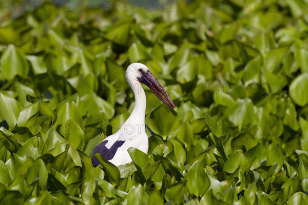 Asian openbill