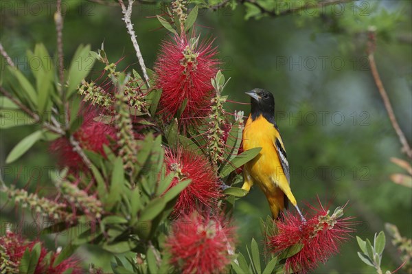 Baltimore Oriole