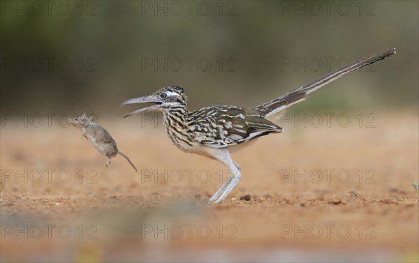 Greater Roadrunner