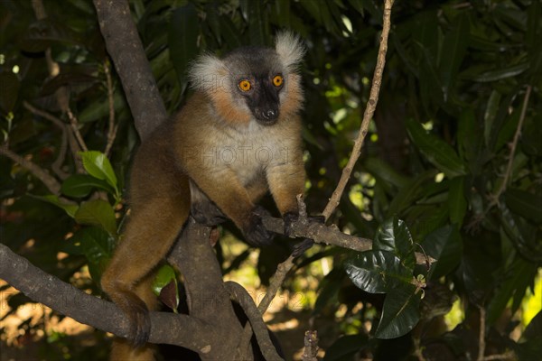 Black lemur