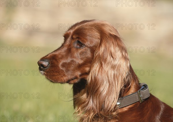 Female Irish red setter