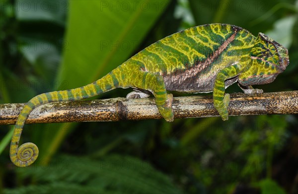 Two-banded chameleon