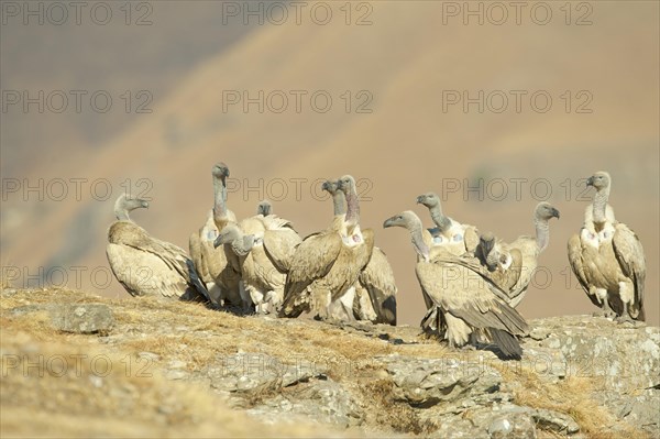 Cape vultures