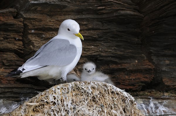 Kittiwakes