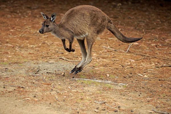 Western Gray Kangaroo