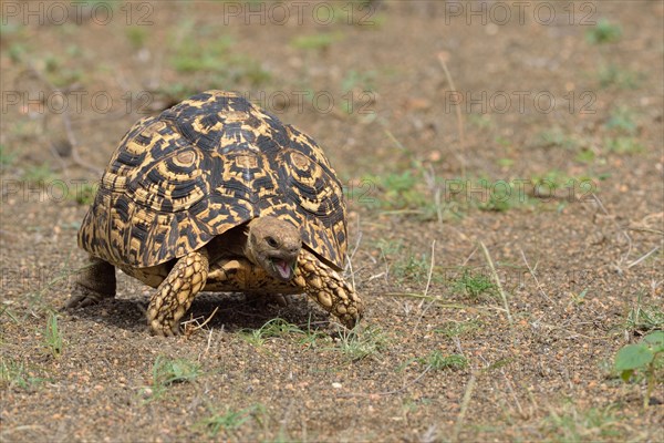 Leopard tortoise