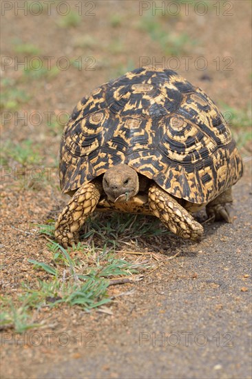 Leopard tortoise