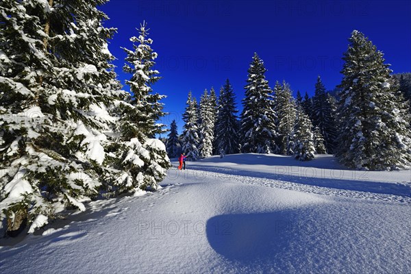 Two hikers walk through snow-covered winter forest