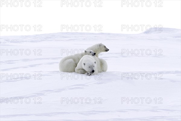 Polar bears