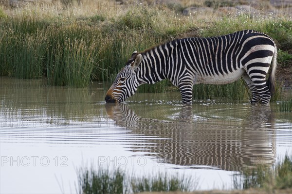 Cape mountain zebra