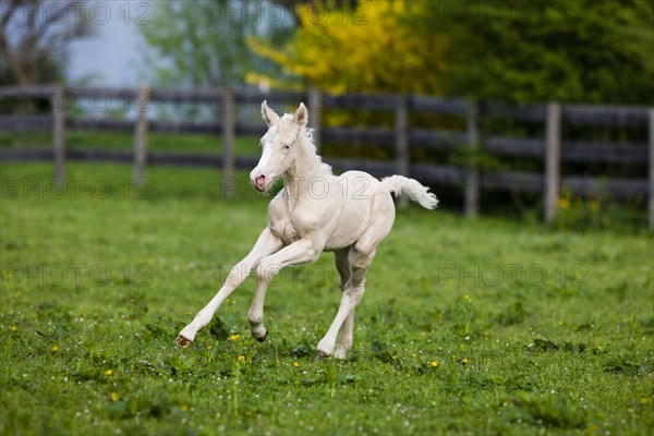 Cremello Morgan horse foal galloping in a pasture