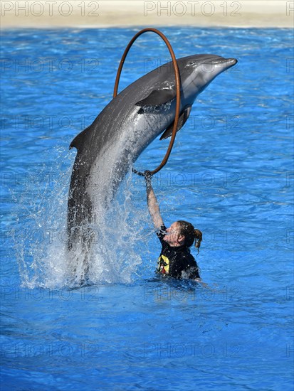 Dolphin show