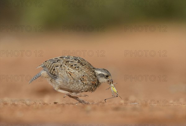 Northern Bobwhite