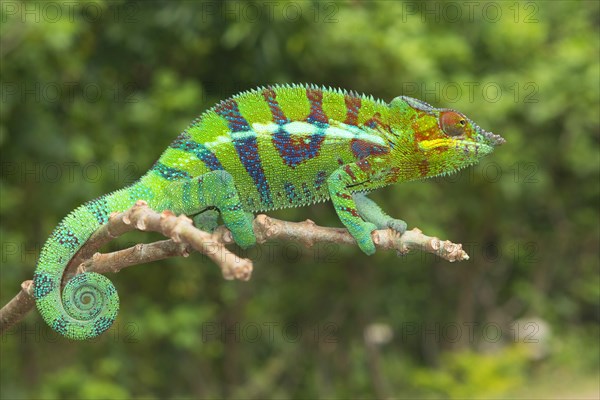 Panther chameleon