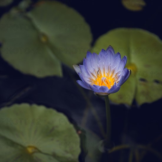 Blue water lily