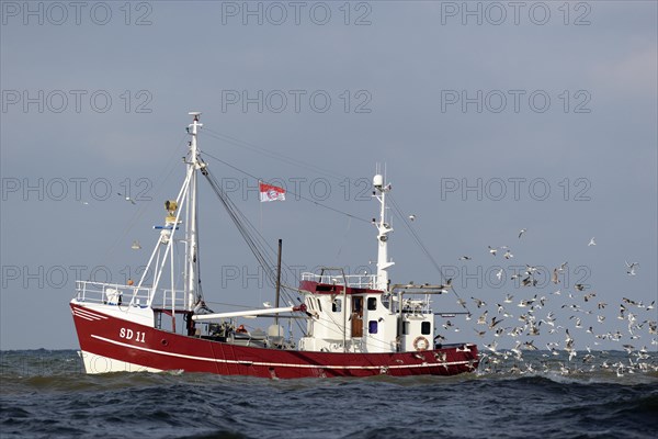 Trawler with colony of seagulls