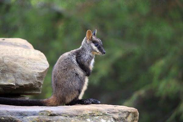 Brush-tailed Rock-wallaby