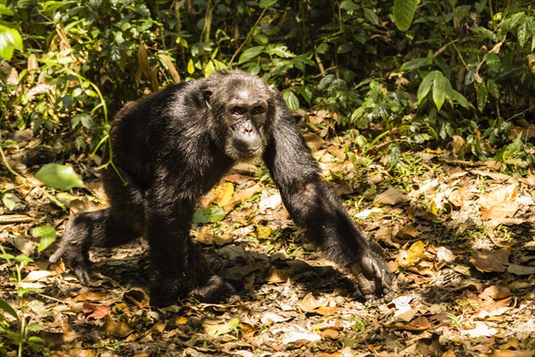 Common chimpanzee