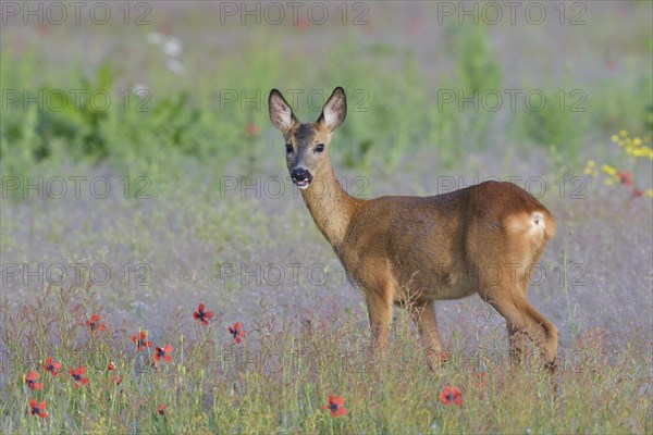 European roe deer