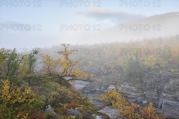 Autumn landscape in the morning fog