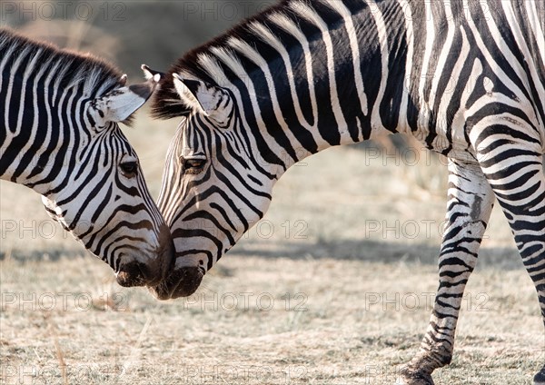 Crawshay's zebras