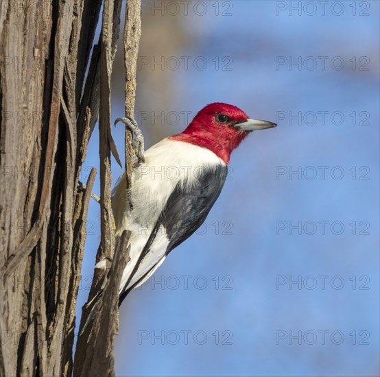 Red-headed woodpecker