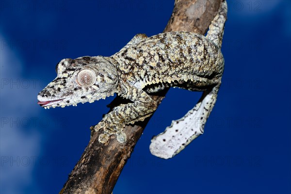 Female leaf-tailed gecko