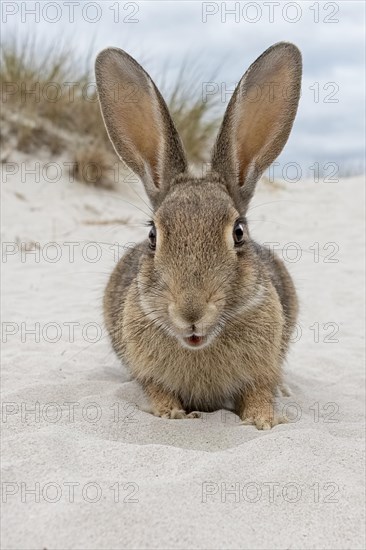 Wild rabbit