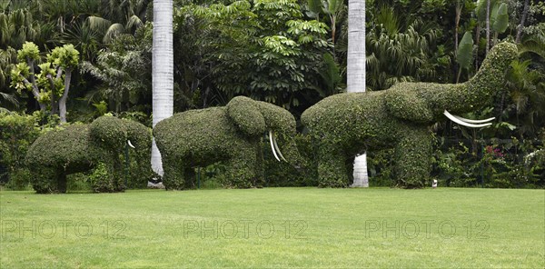 Topiary