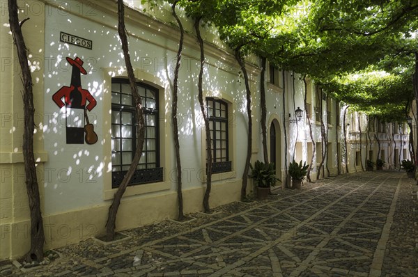 Calle Ciegos with trained vine and the Tio Pepe sherry plaque at the winery Bodega Gonzalez Byass