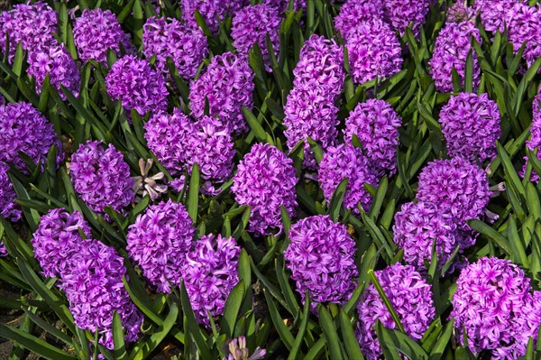 Garden Hyacinth