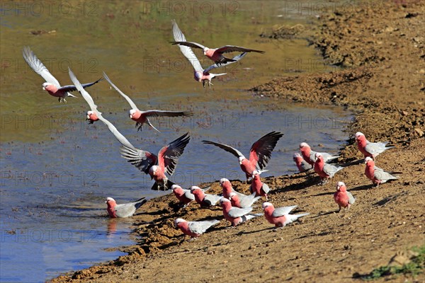 Galah