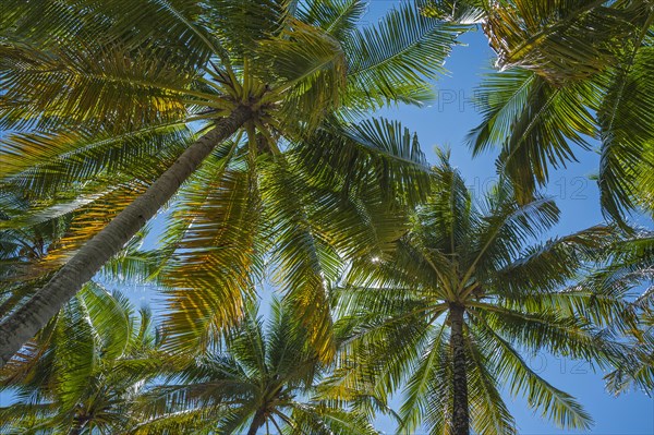 Coconut trees