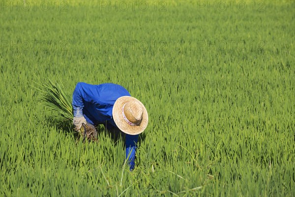 Weeding the rice fields